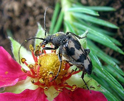 The Flower Longhorn Judolia montivagans.