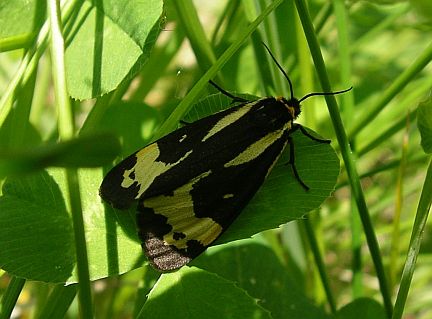 Wood Tiger Moth