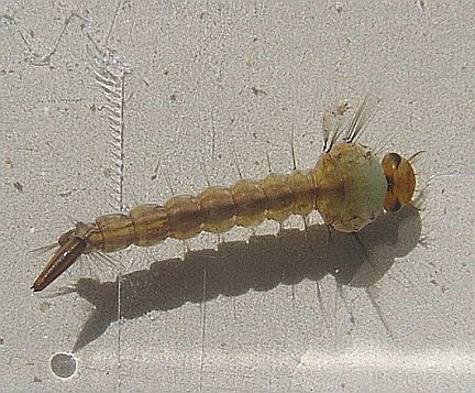 Mosquito Larva