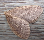 Bruce Spanworm Moth