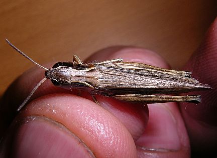 Marsh Meadow Grasshopper - dorsal view