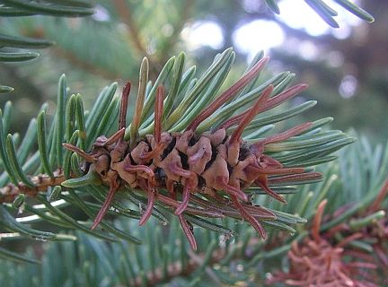 Gall on spruce caused by the Cooley Spruce Gall Adelgid