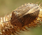 Shield-Backed Bug