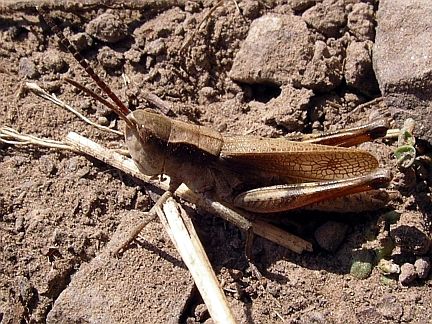 Marsh Meadow Grasshopper - male