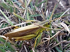 Striped Sedge Grasshopper