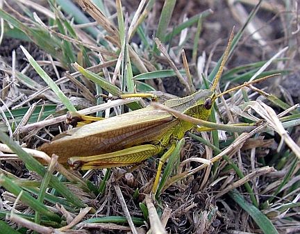 Striped Sedge Grasshopper - Adult