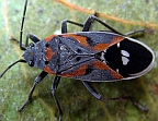Small Milkweed Bug