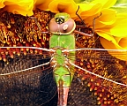 Common Green Darner