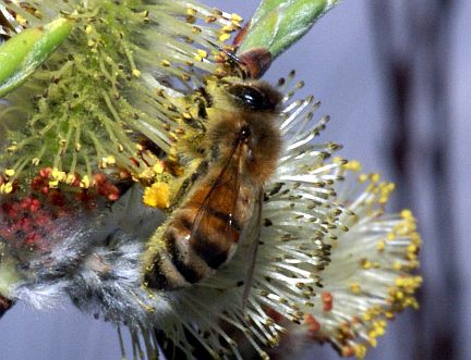 A Honey Bee
