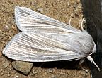 Henry's Marsh Moth