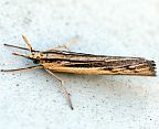 Greater Sod Webworm