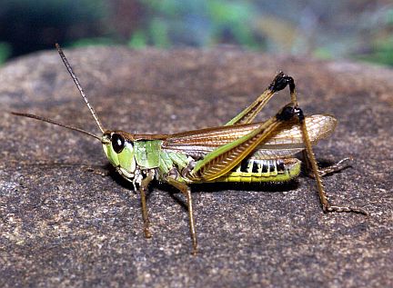 Marsh Meadow Grasshopper - adult male