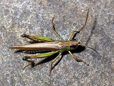 Marsh Meadow Grasshopper - adulot male top view.