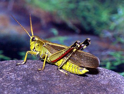 Striped Sedge Grasshopper