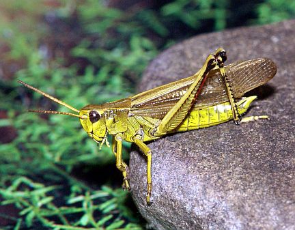 Striped Sedge Grasshopper