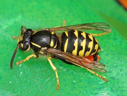 Common Aerial Yellowjacket - worker
