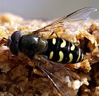 Lapposyrphus lapponicus 