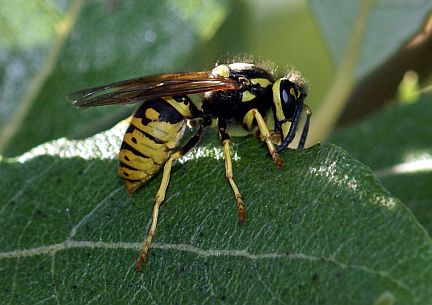 Prairie Yellowjacket - side view