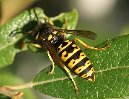 Prairie Yellowjacket