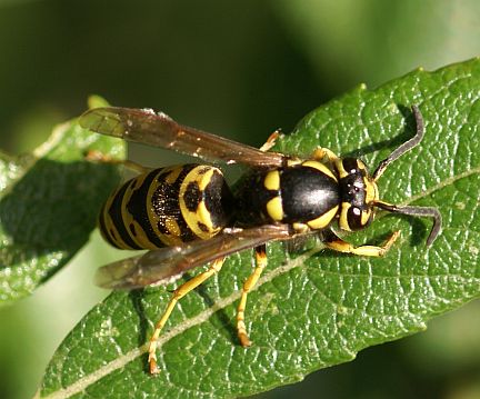 Prairie Yellowjacket