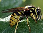 Prairie Yellowjacket