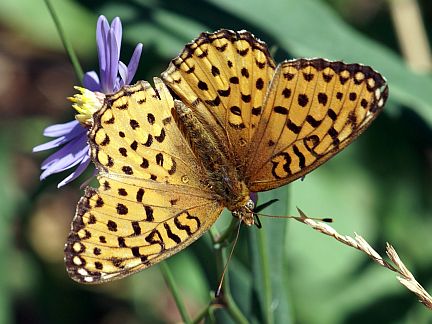 Atlantis Fritillary
