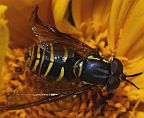 Chrysotoxum flavifrons 