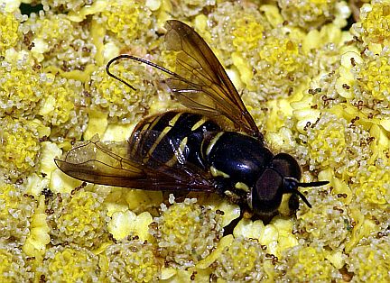 Chrysotoxum flavifrons