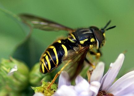 Chrysotoxum flavifrons