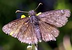 Persius Duskywing