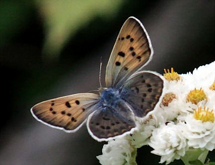 Blue Copper - female