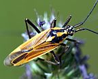 Meadow Plant Bug