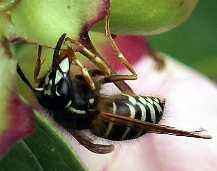 Arctic Yellowjacket - note brown coloration on side of 1st and 2nd abdominal segments and wide gap between eye and mandible.