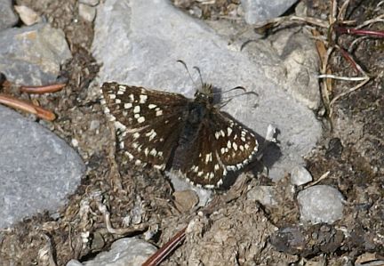 Two-banded Checkered Skipper