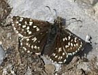 Two-banded Checkered Skipper