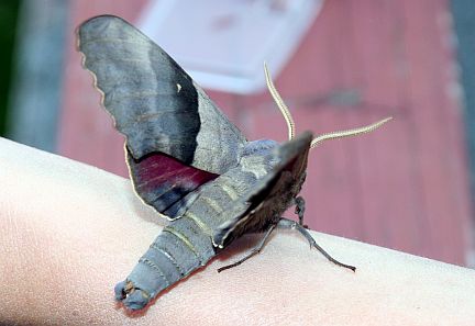 Big Poplar Sphinx