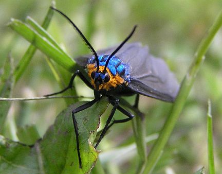 Virginia Ctenucha Moth