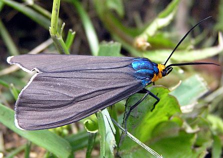 Virginia Ctenucha Moth