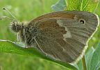 Inornate Ringlet