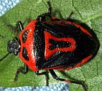 Two-spotted Stink Bug