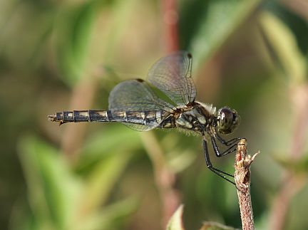 Black Meadowhawk