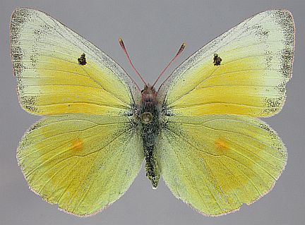 Christina's Sulphur - female dorsal