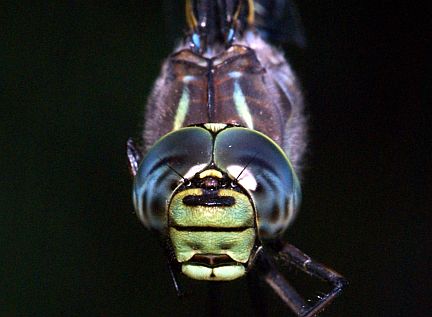 Lake Darner - front view