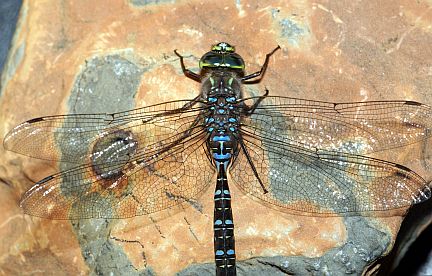Lake Darner - top view