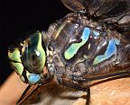 Lake Darner