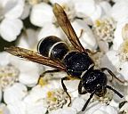Potter Wasp