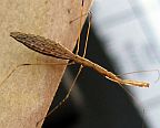 Thread-legged Bug