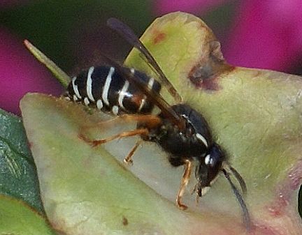 Arctic Yellowjacket