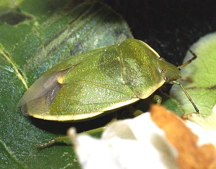 Big Green Stink Bug