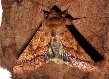 Purple-lined Sallow Moth